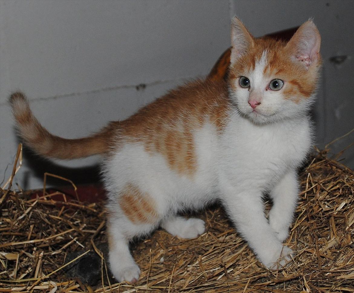 Blanding af racer Aki   R.I.P - Aki sidder i trillebøren billede 17