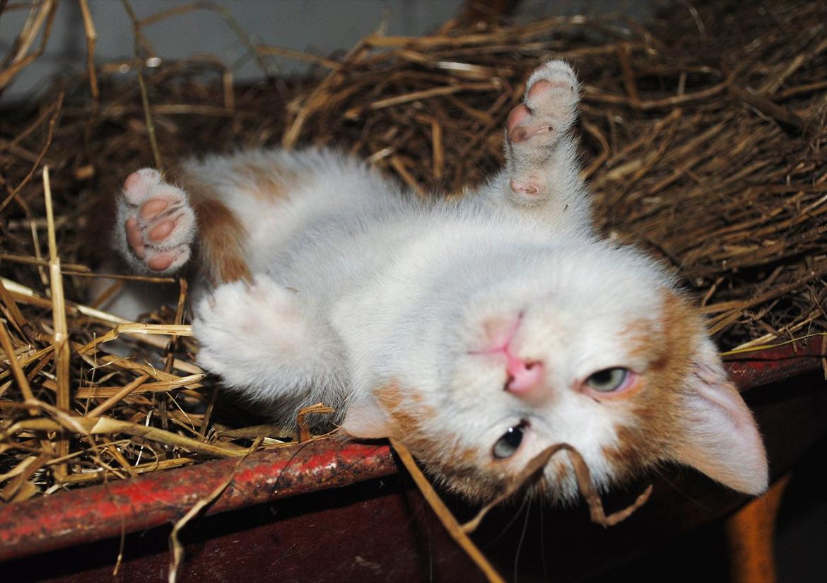 Blanding af racer Aki   R.I.P - Aki hygger billede 18