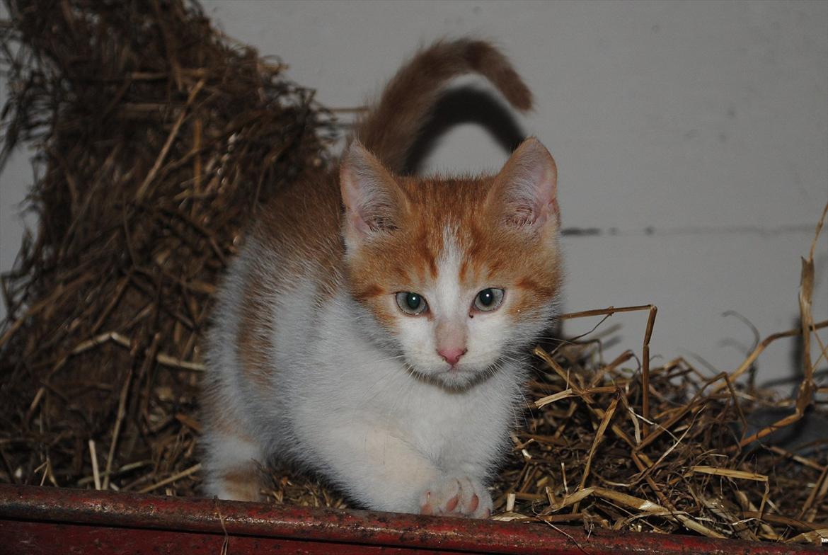 Blanding af racer Aki   R.I.P - Smukke Aki billede 19