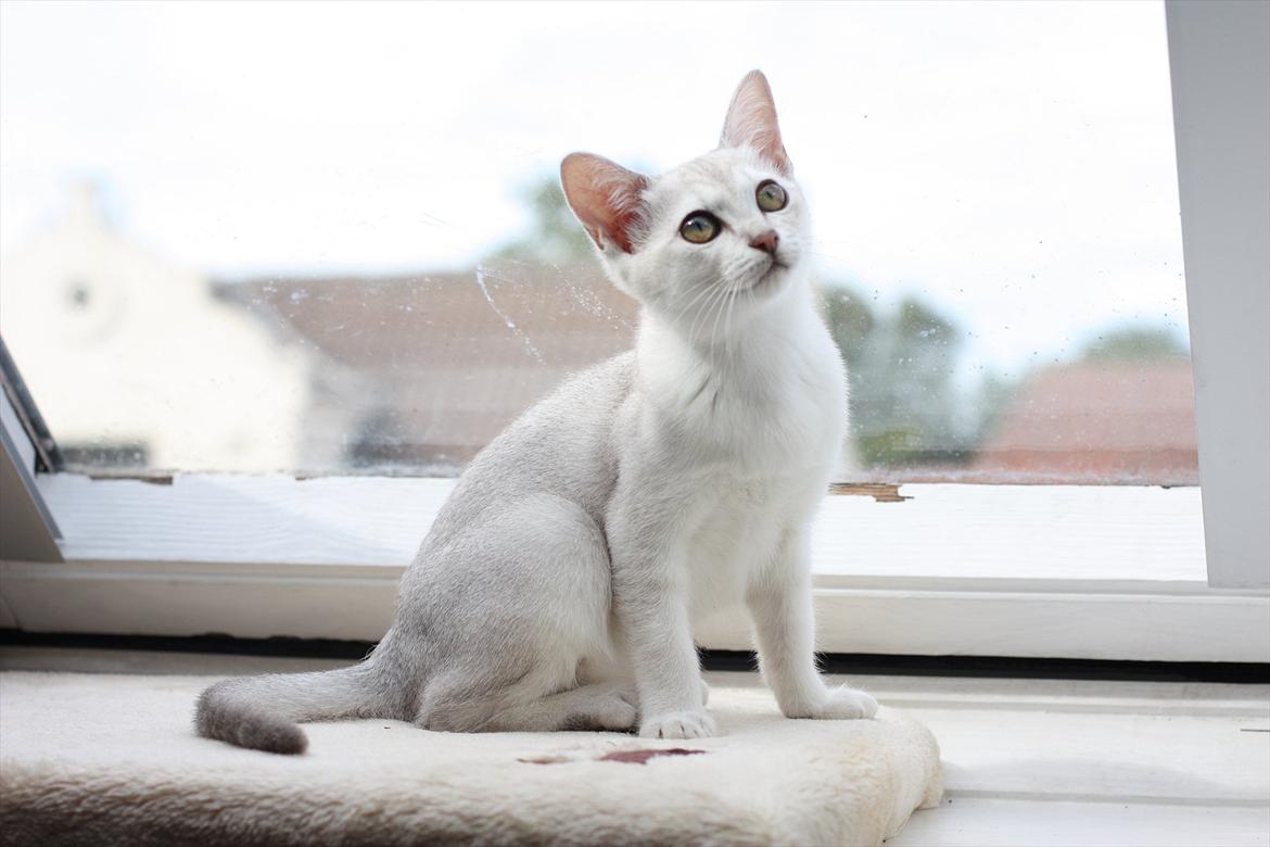 Burmilla Shines Wadiah billede 9