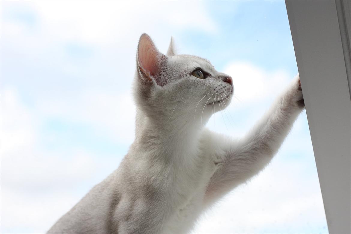 Burmilla Shines Wadiah billede 10