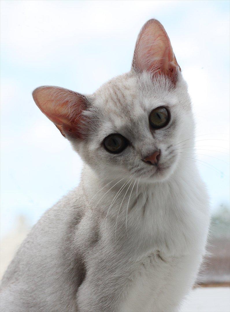 Burmilla Shines Wadiah billede 11