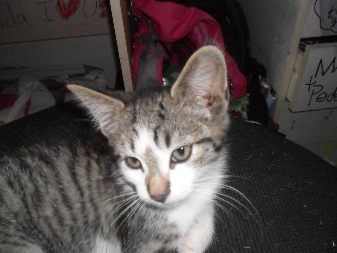 Blanding af racer Tiger<3 :-D billede 5