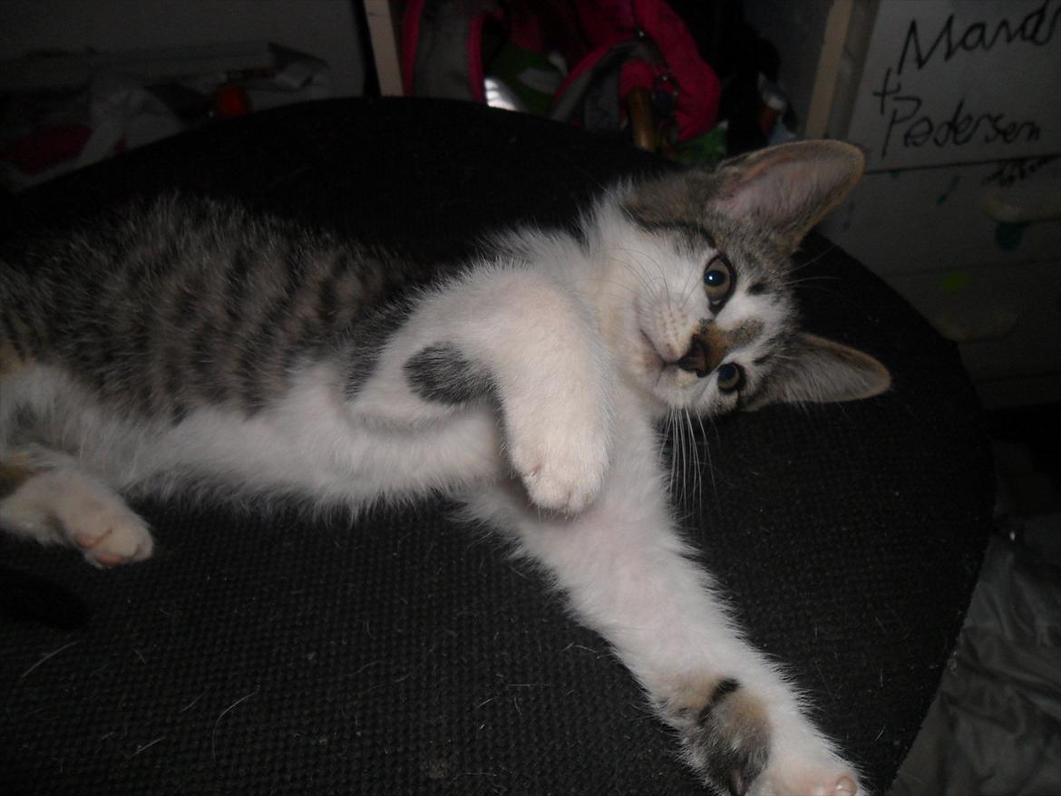 Blanding af racer Tiger<3 :-D billede 7