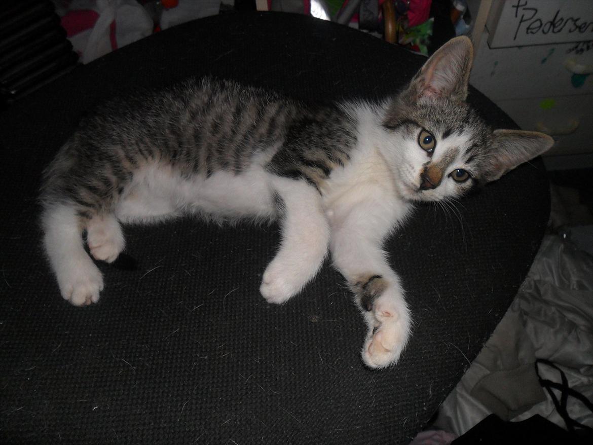 Blanding af racer Tiger<3 :-D billede 8