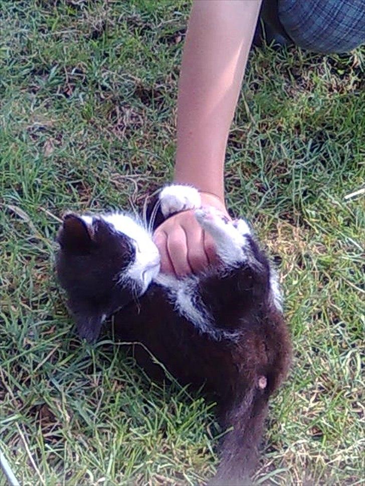 Blanding af racer Felix billede 1