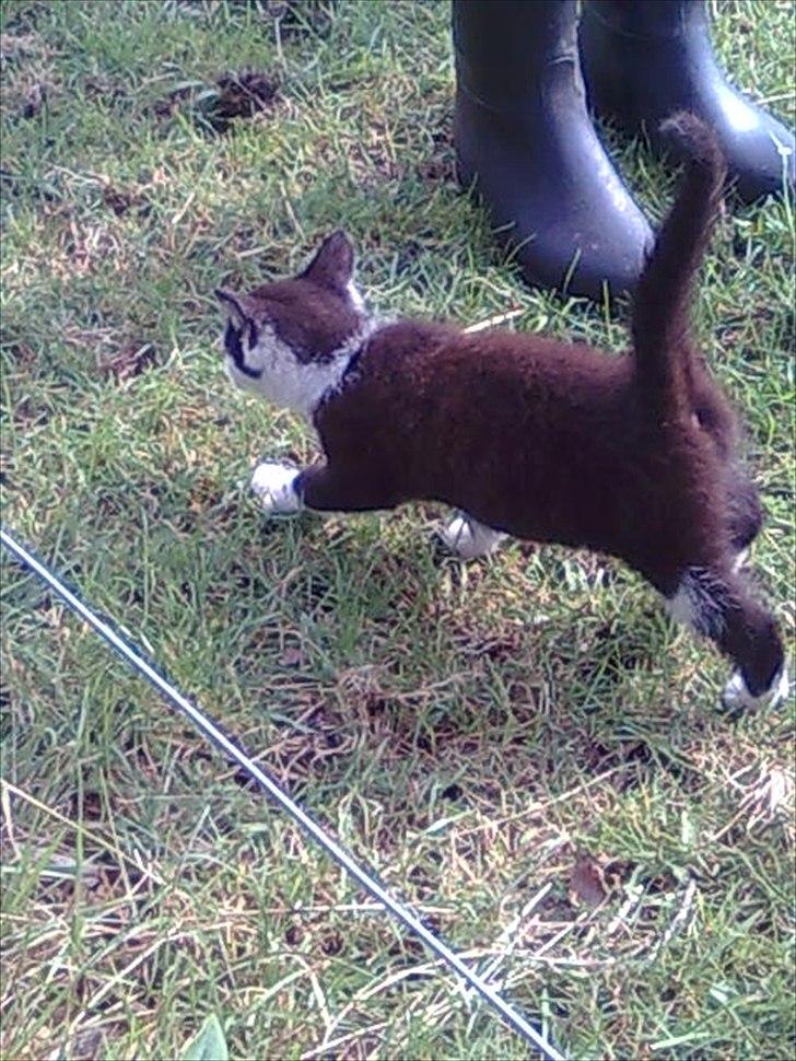 Blanding af racer Felix billede 2