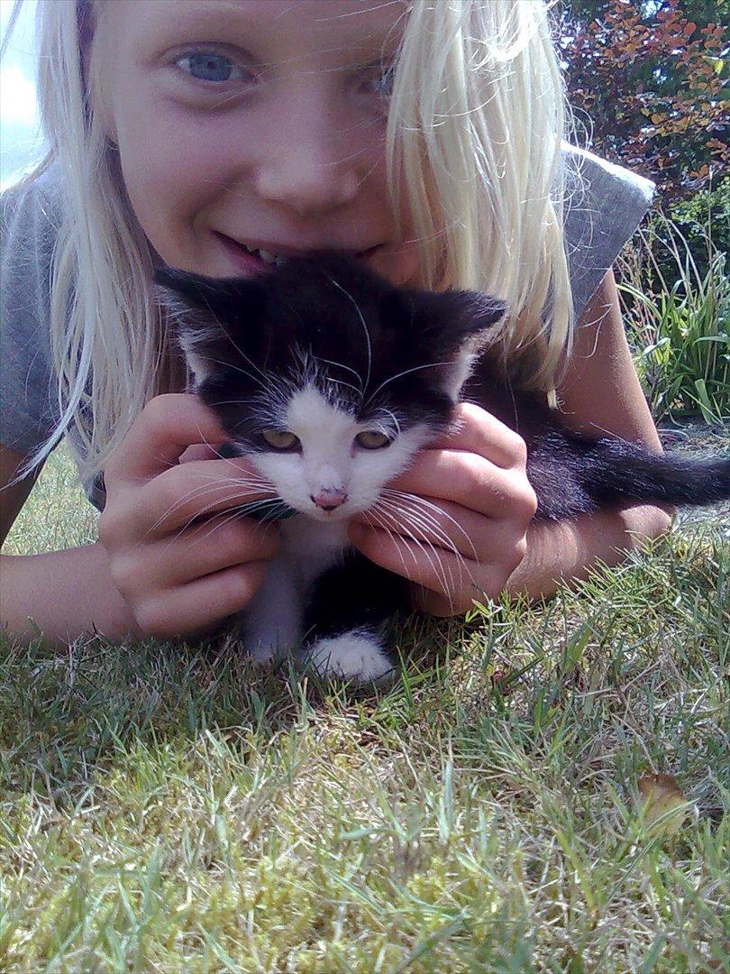 Blanding af racer Felix billede 3