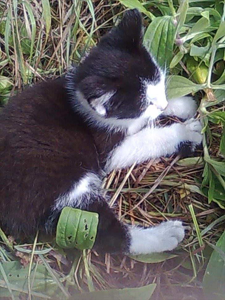 Blanding af racer Felix billede 4