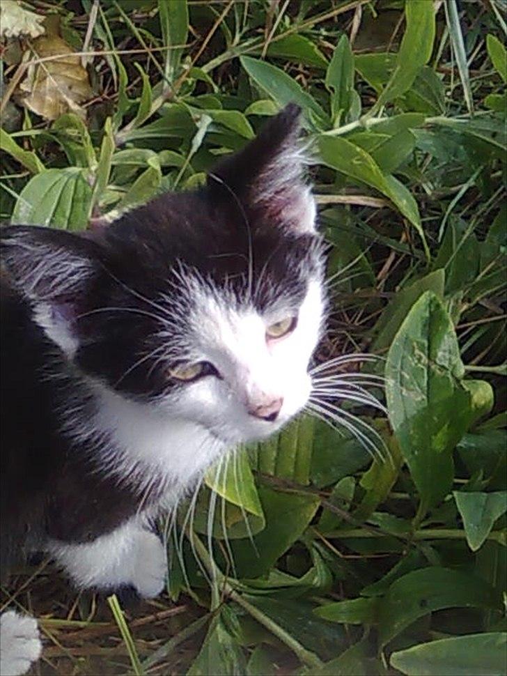 Blanding af racer Felix billede 5