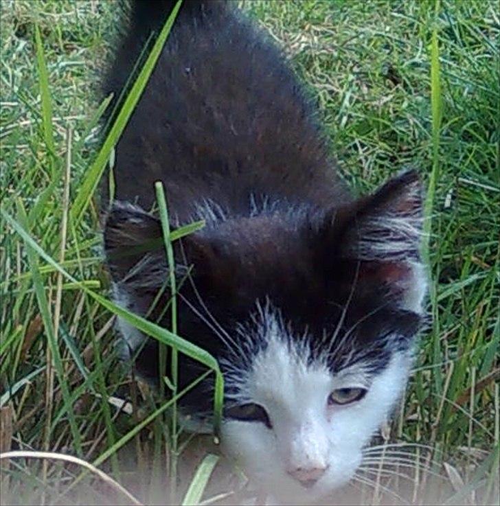 Blanding af racer Felix billede 6