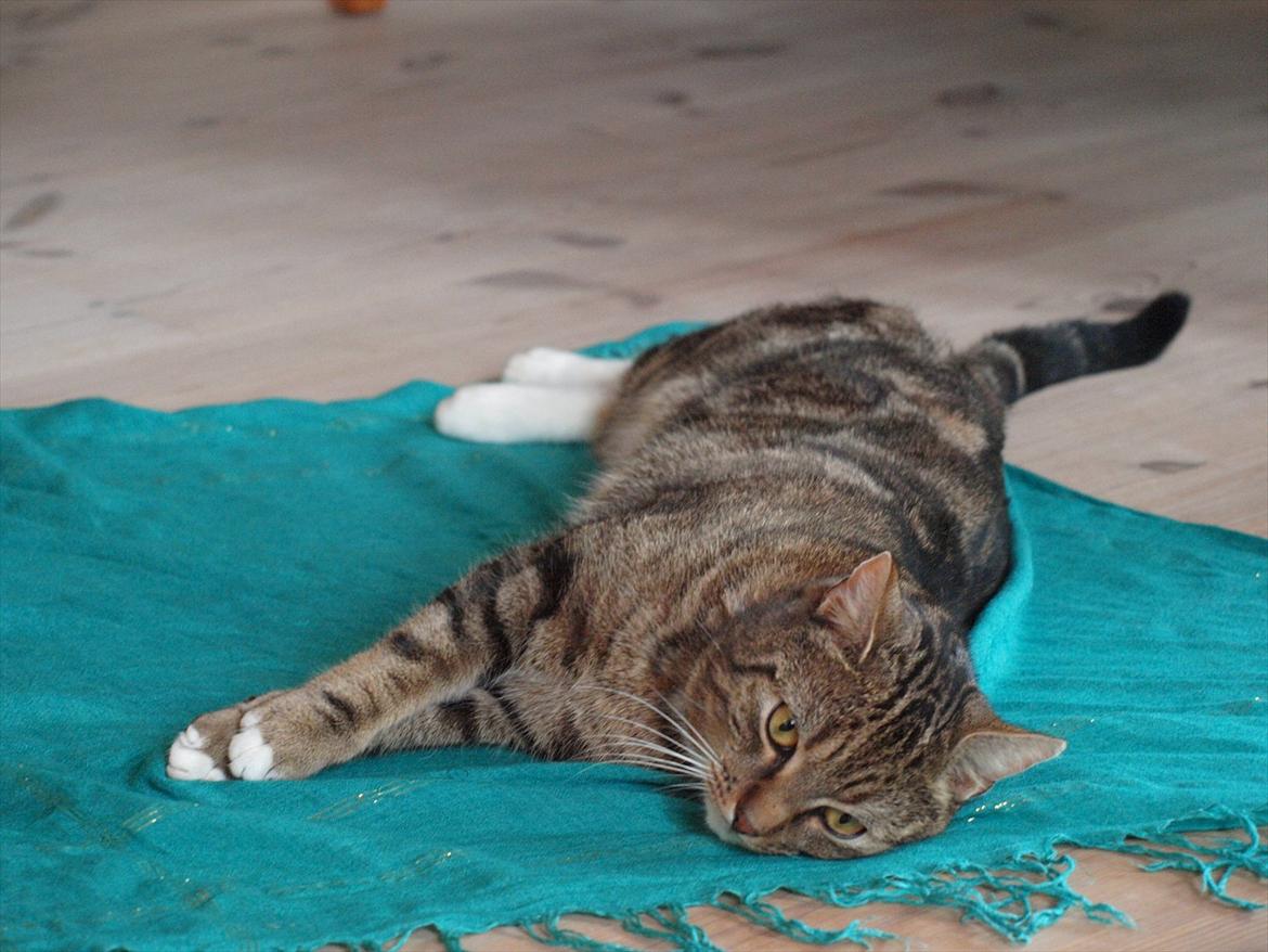 Huskat Slaske - Dejligt billede af vores kat Slaske:D billede 1