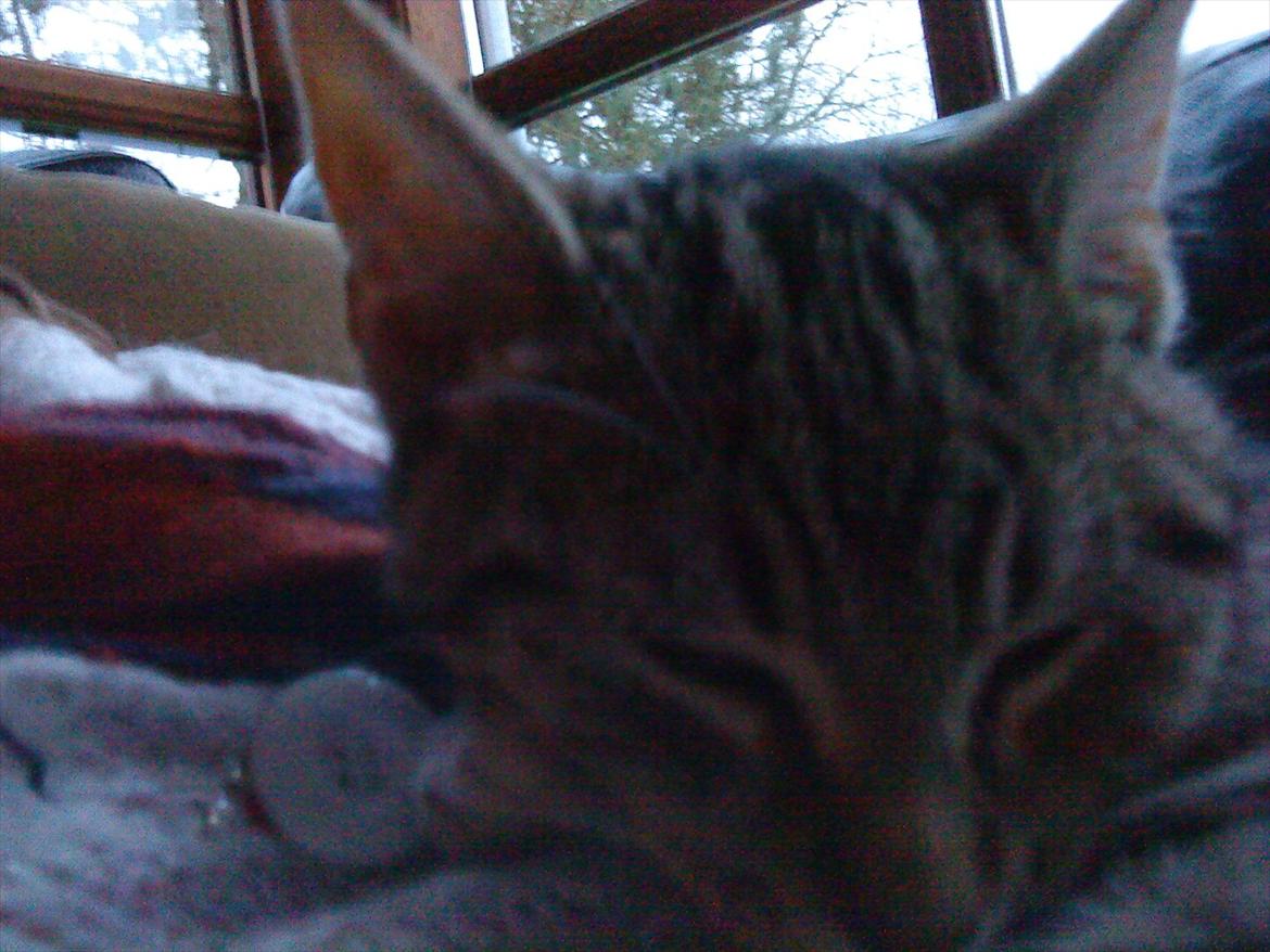 Huskat Slaske billede 13