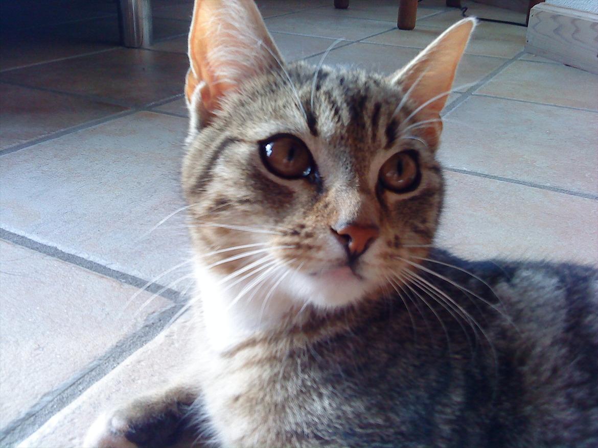 Huskat Slaske billede 11