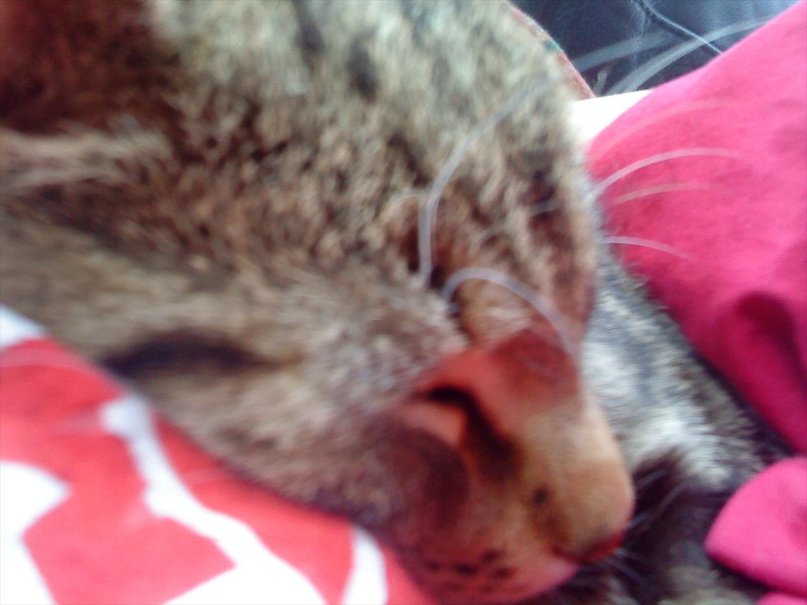 Huskat Slaske billede 12