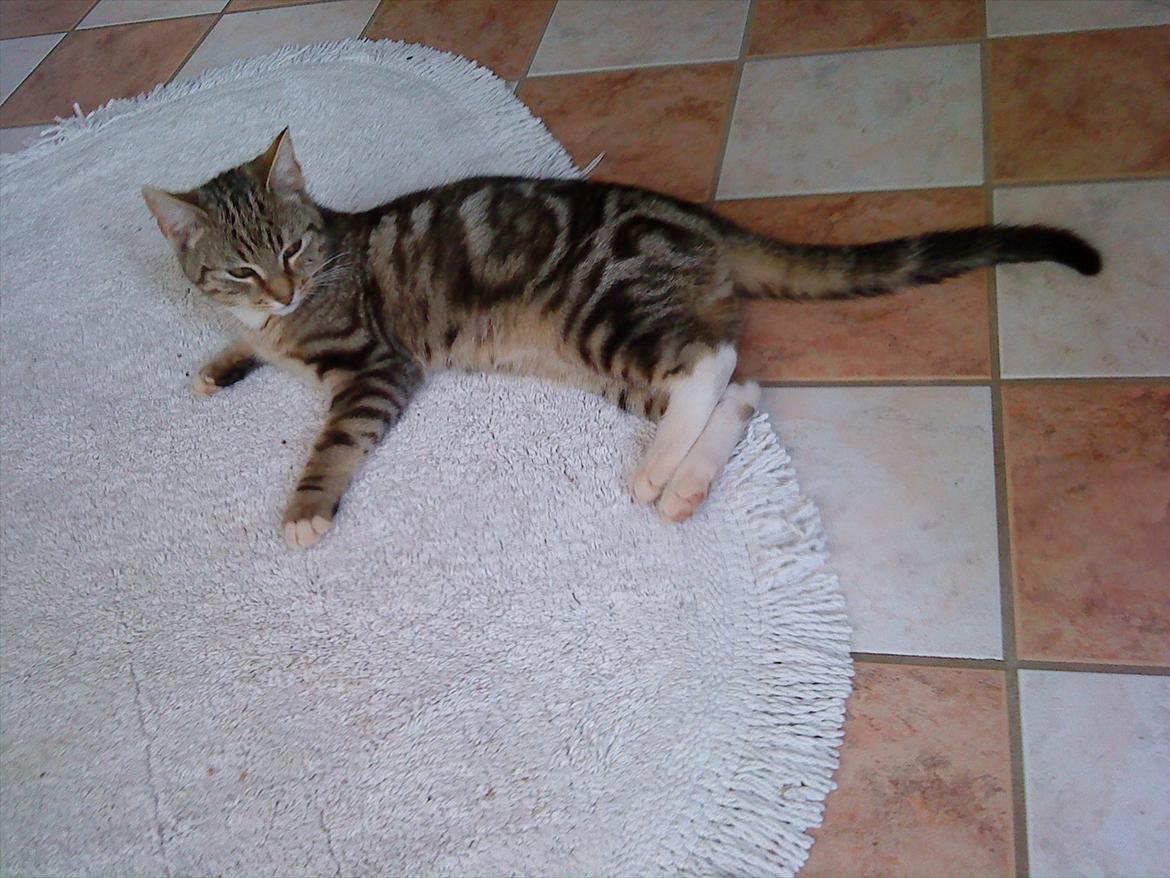 Huskat Slaske billede 14