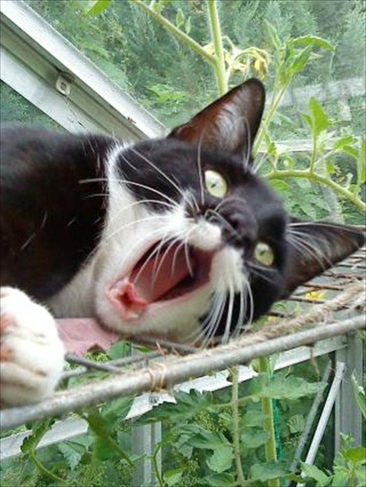 Huskat Lukas - GAB! billede 7