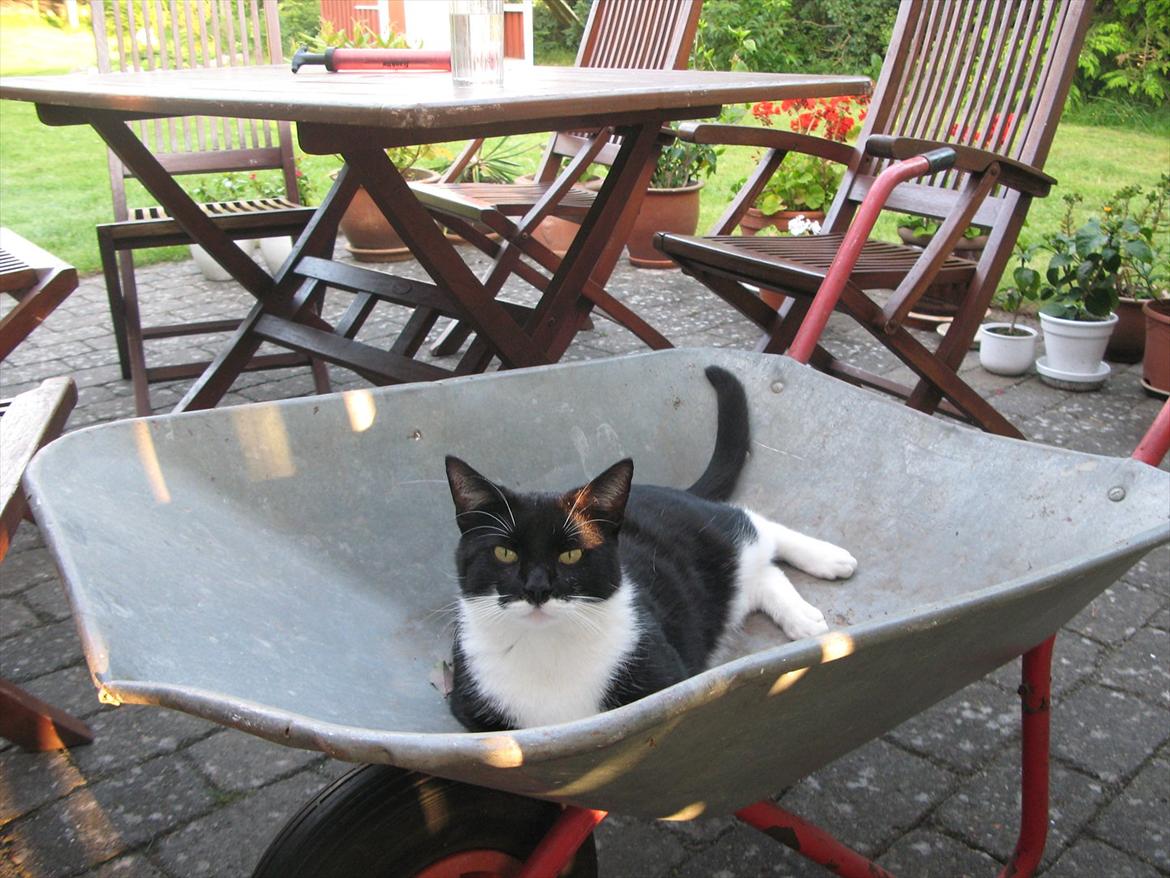 Huskat Lukas - Dææjligt :i<3 billede 8