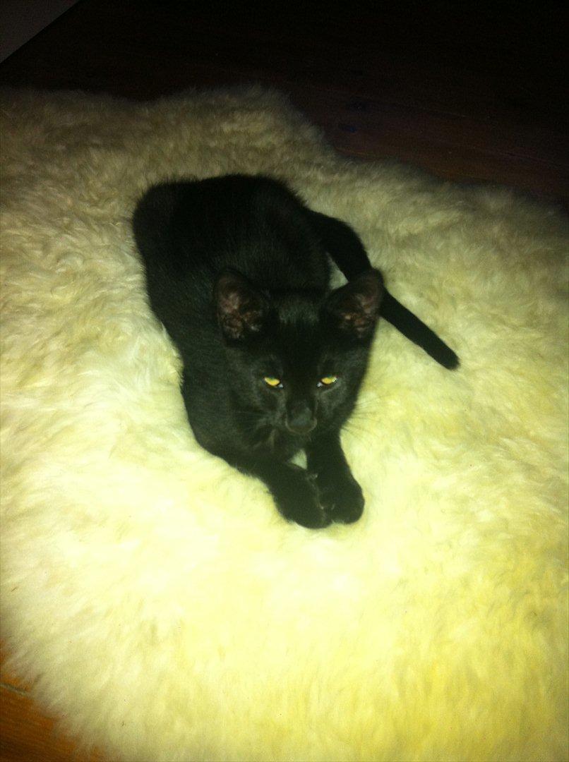 Huskat Buzz - 12. august 2011
Lækkert lækkert tæppe billede 8