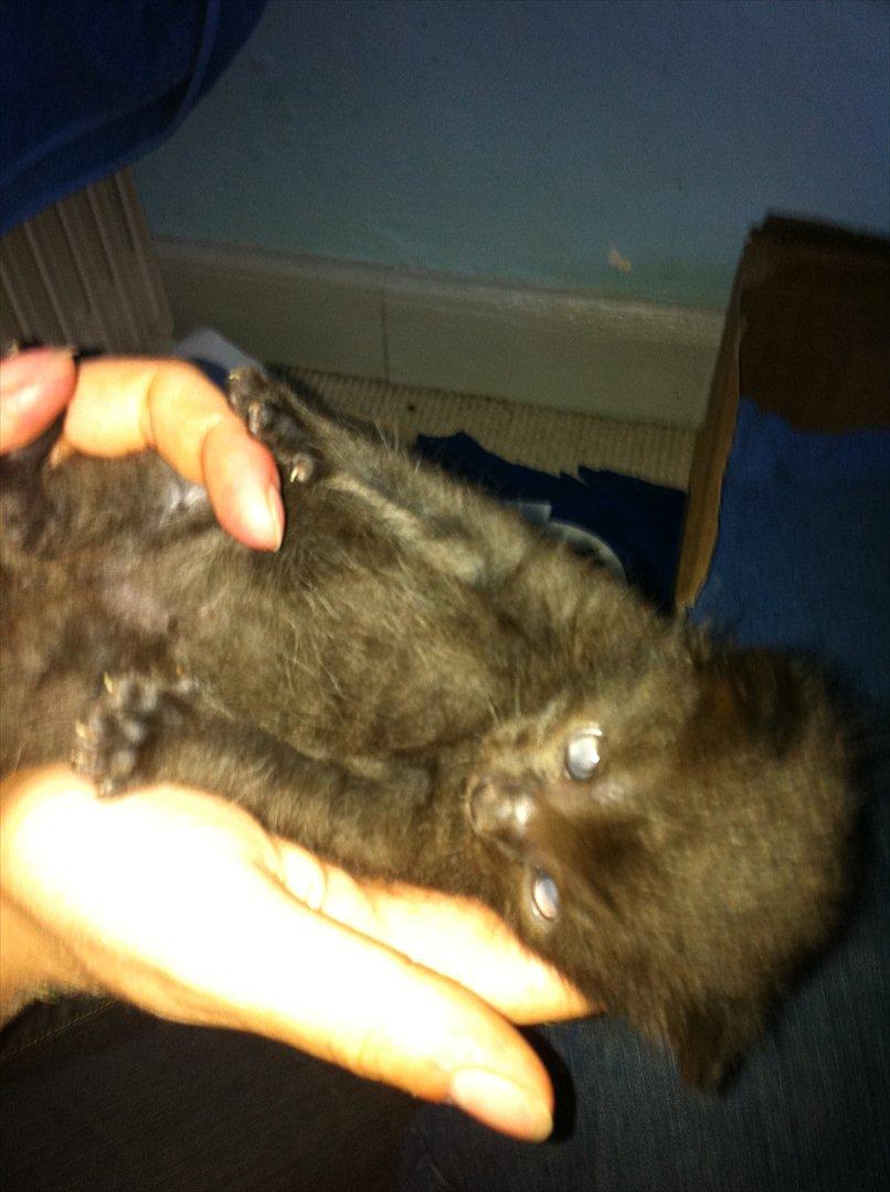 Huskat Buzz - 2. juni 2011
Jeg bliver lige vist flot frem ;) billede 3