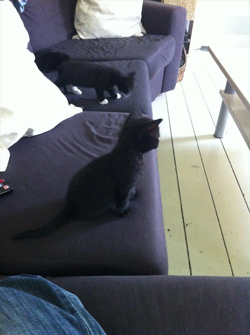 Huskat Buzz - 25. juni 2011
Her sidder jeg lige og ser lidt fjernsyn billede 4