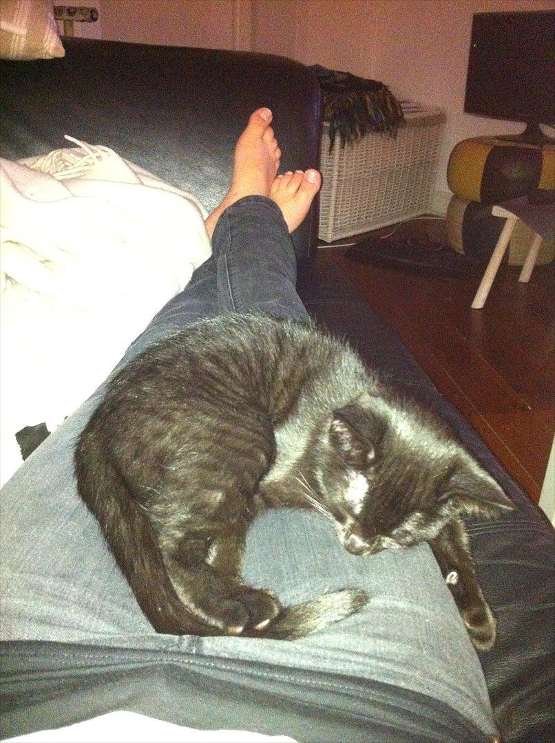 Huskat Buzz - 10. august 2011
Det var lidt hårdt at flytte i dag, så nu slapper jeg bare max af... billede 5