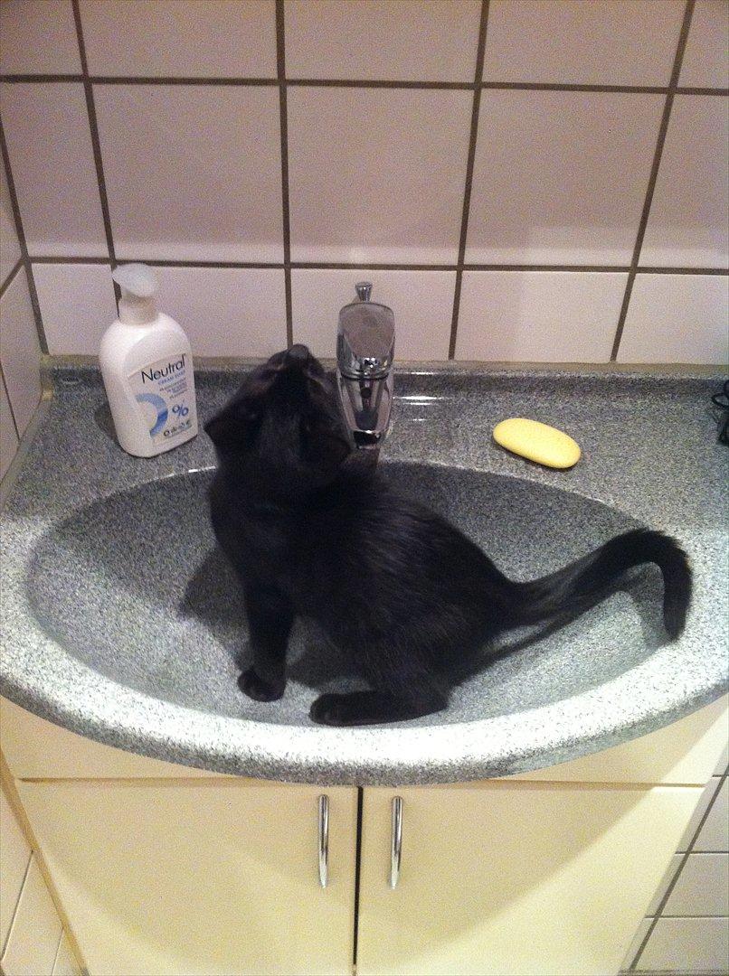 Huskat Buzz - 11. august 2011
Det er nu meget sjovt i håndvasken billede 6