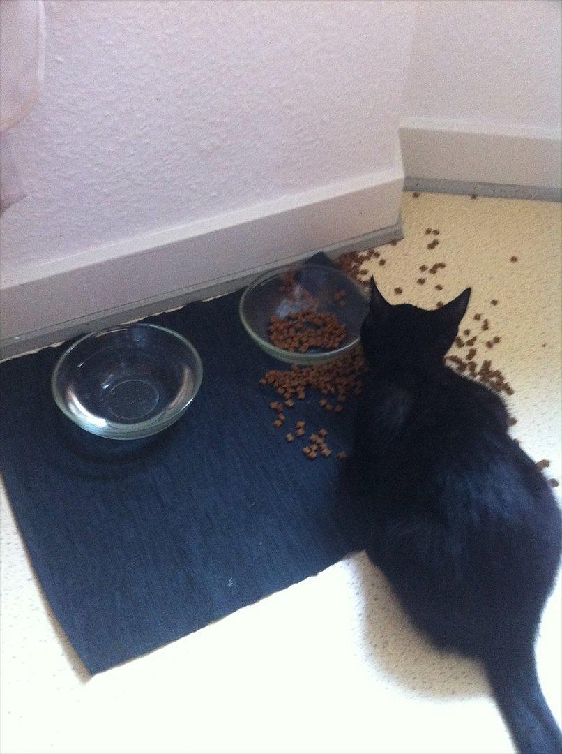 Huskat Buzz - 12. august 2011
Jeg kom vist til at svine lidt med maden her til morgen! billede 7