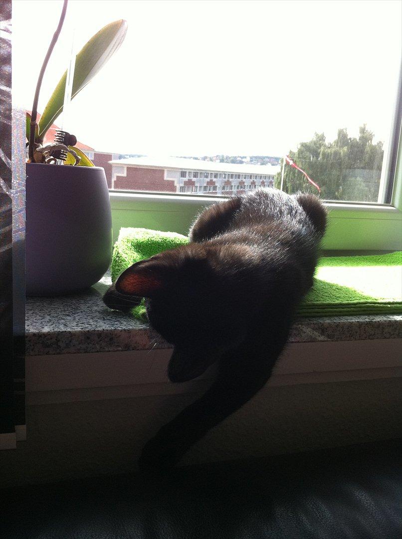 Huskat Buzz - 13. august 2011
En dejlig plads i solen - her er dejligt! billede 9