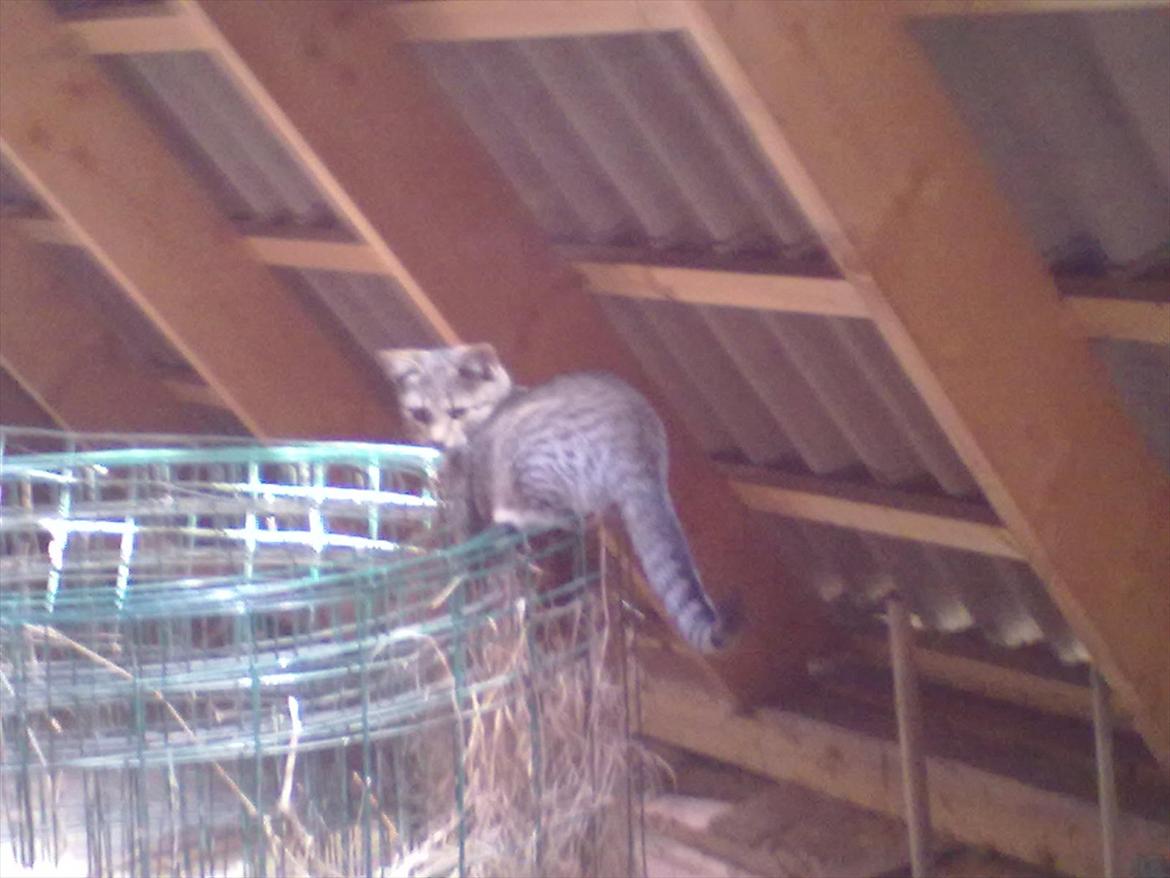 Blanding af racer Kaj - Velkommen til Kaj's profil :-D.. billede 1