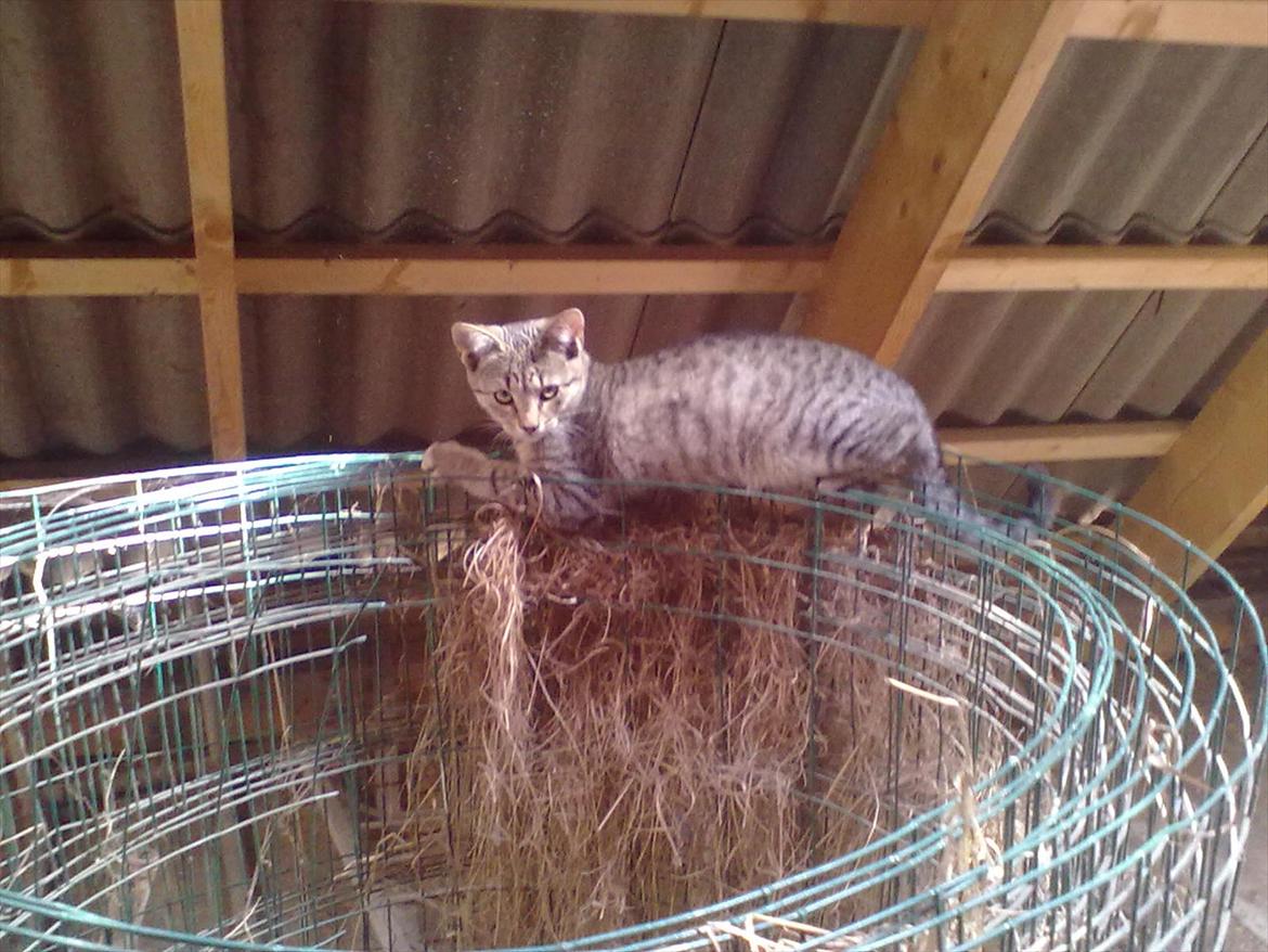 Blanding af racer Kaj - Ohhh,, han er bare SÅ sød :-D billede 2