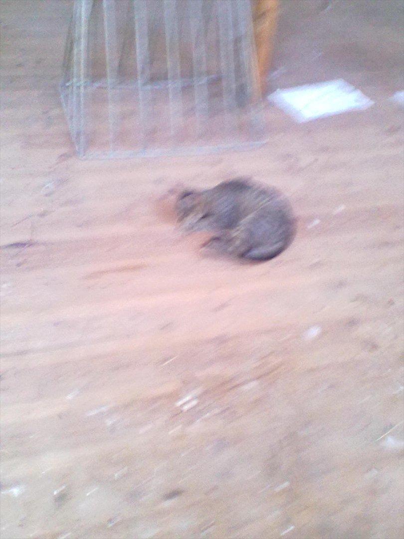 Blanding af racer Kaj - Uhh,, Hej? :-D billede 3