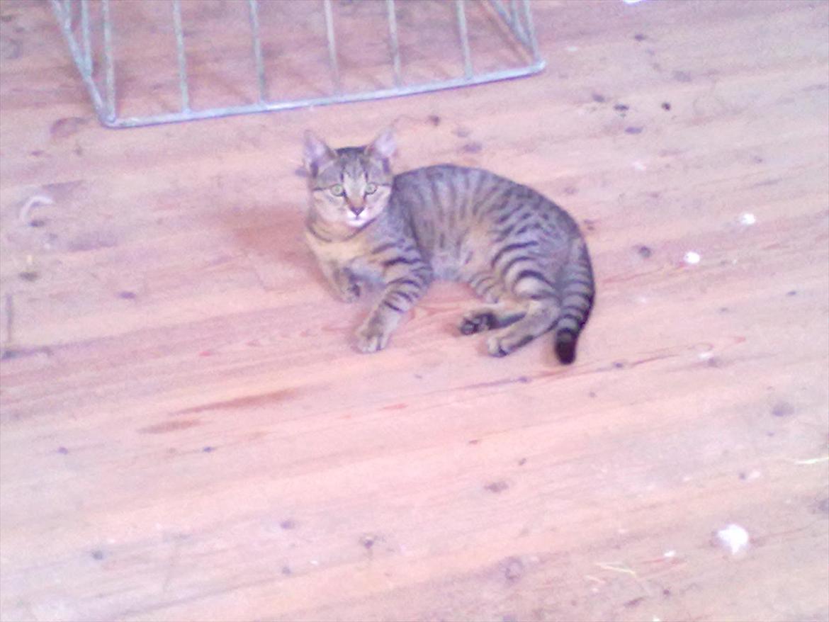 Blanding af racer Kaj - Hvor er du bare sød hvad hedder du?? billede 4