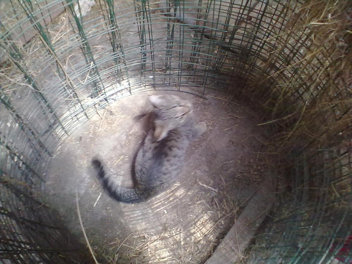 Blanding af racer Kaj - Jeg eeeeelsker dig! :-D billede 5