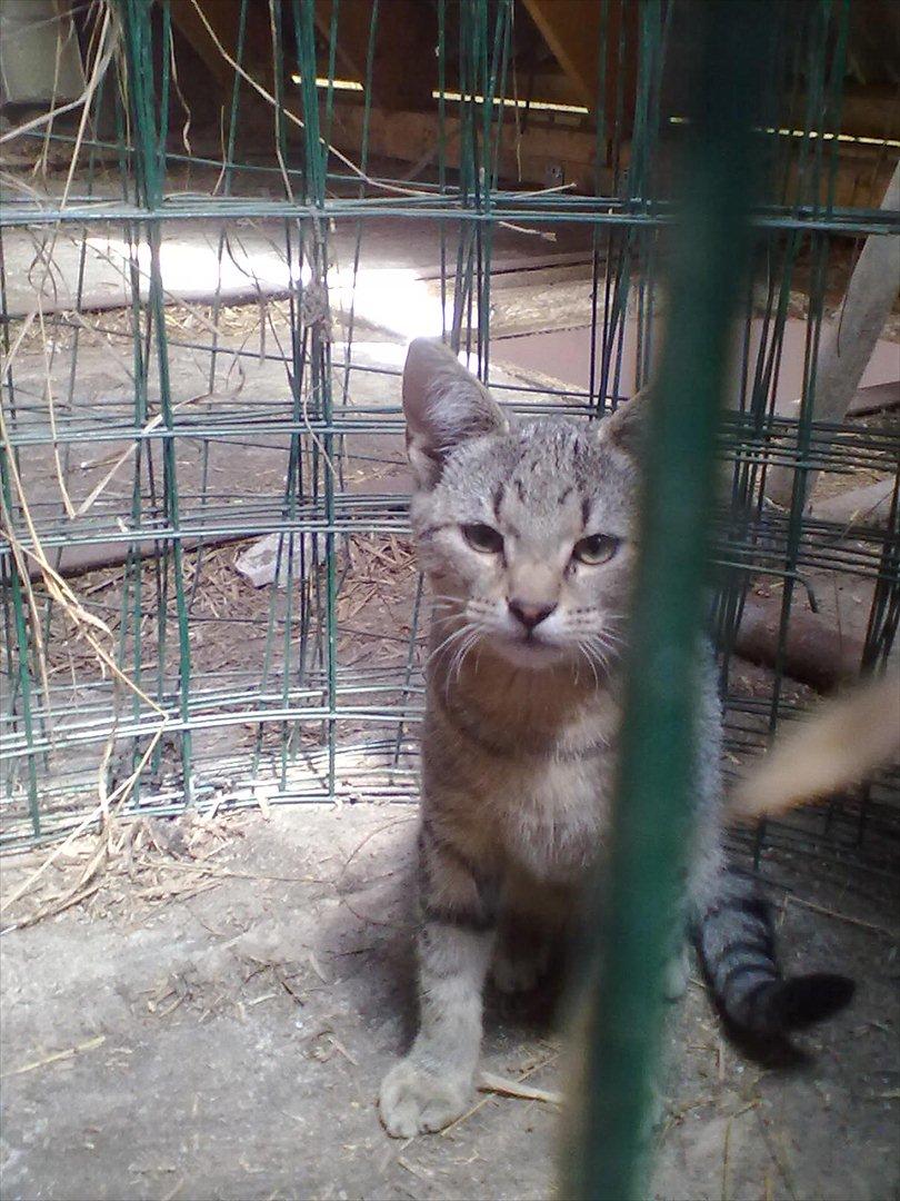 Blanding af racer Kaj - Nu er jeg fanget inde :-/ billede 6