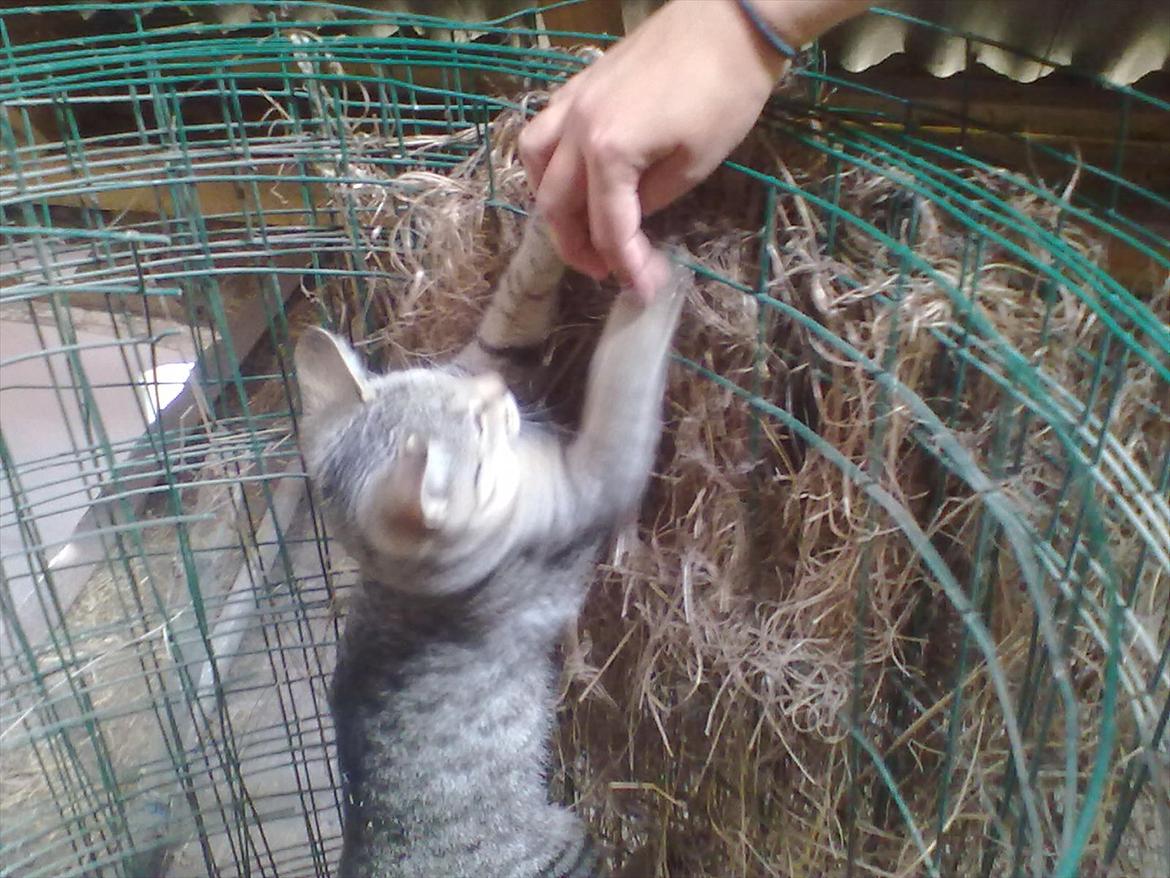 Blanding af racer Kaj - Se,, Jeg kan hoppe op! :-) billede 7