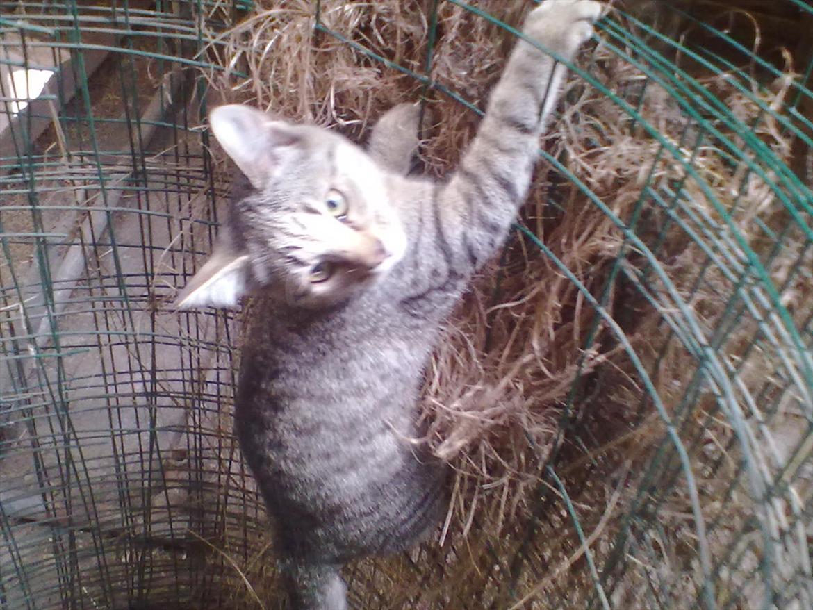 Blanding af racer Kaj - Øhhh,, tager du billeder af mig? billede 8