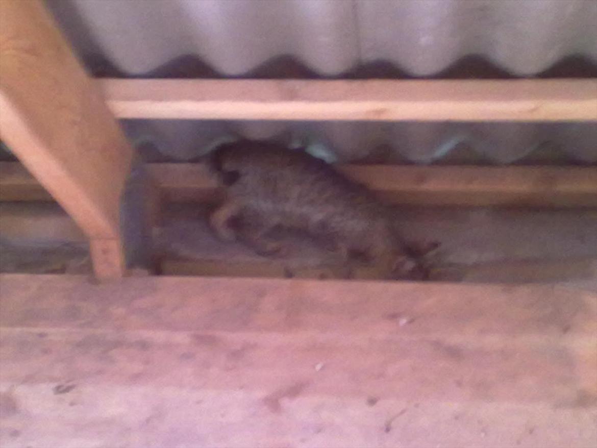 Blanding af racer Kaj - Øhh,, er der en genvej ned her? billede 9