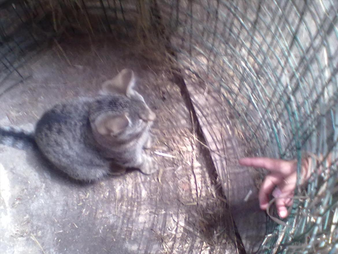 Blanding af racer Kaj - Uhhh,, en finger :-) billede 10