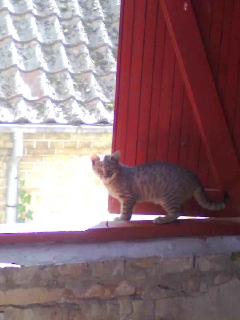 Blanding af racer Kaj - Se,, der er langt ned! :-/ billede 11