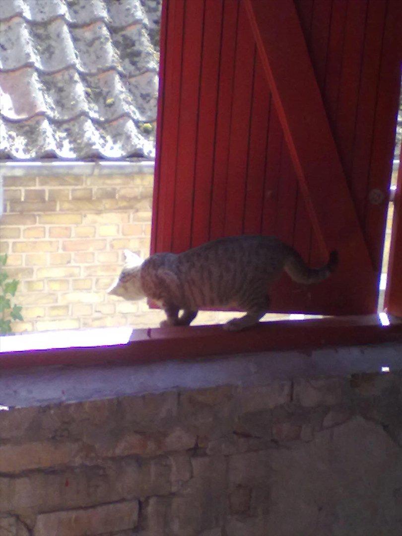 Blanding af racer Kaj - -Meget langt! :-// billede 12