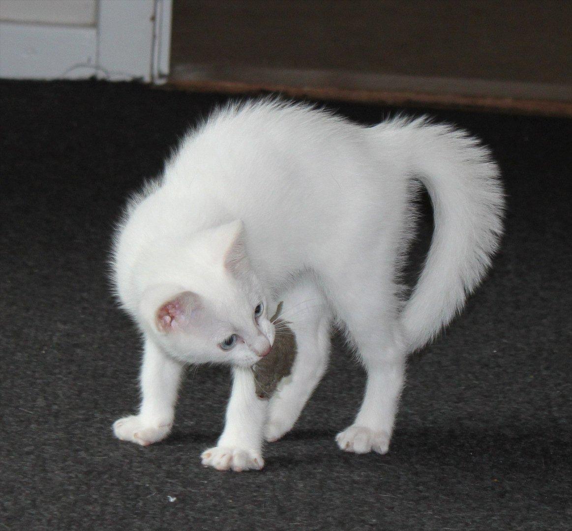 Huskat Tumle <3 Min drømme kat <3 Mit hjerte barn <3 billede 13