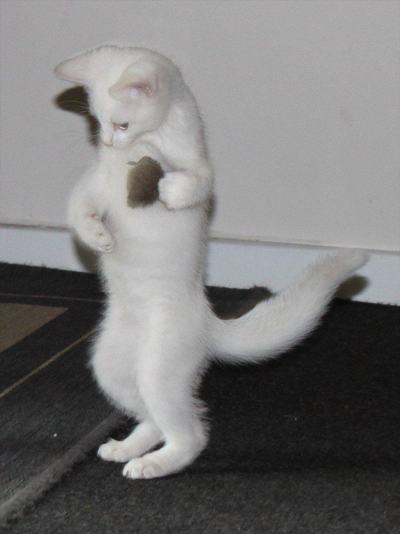 Huskat Tumle <3 Min drømme kat <3 Mit hjerte barn <3 billede 14