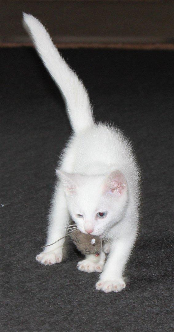 Huskat Tumle <3 Min drømme kat <3 Mit hjerte barn <3 billede 15