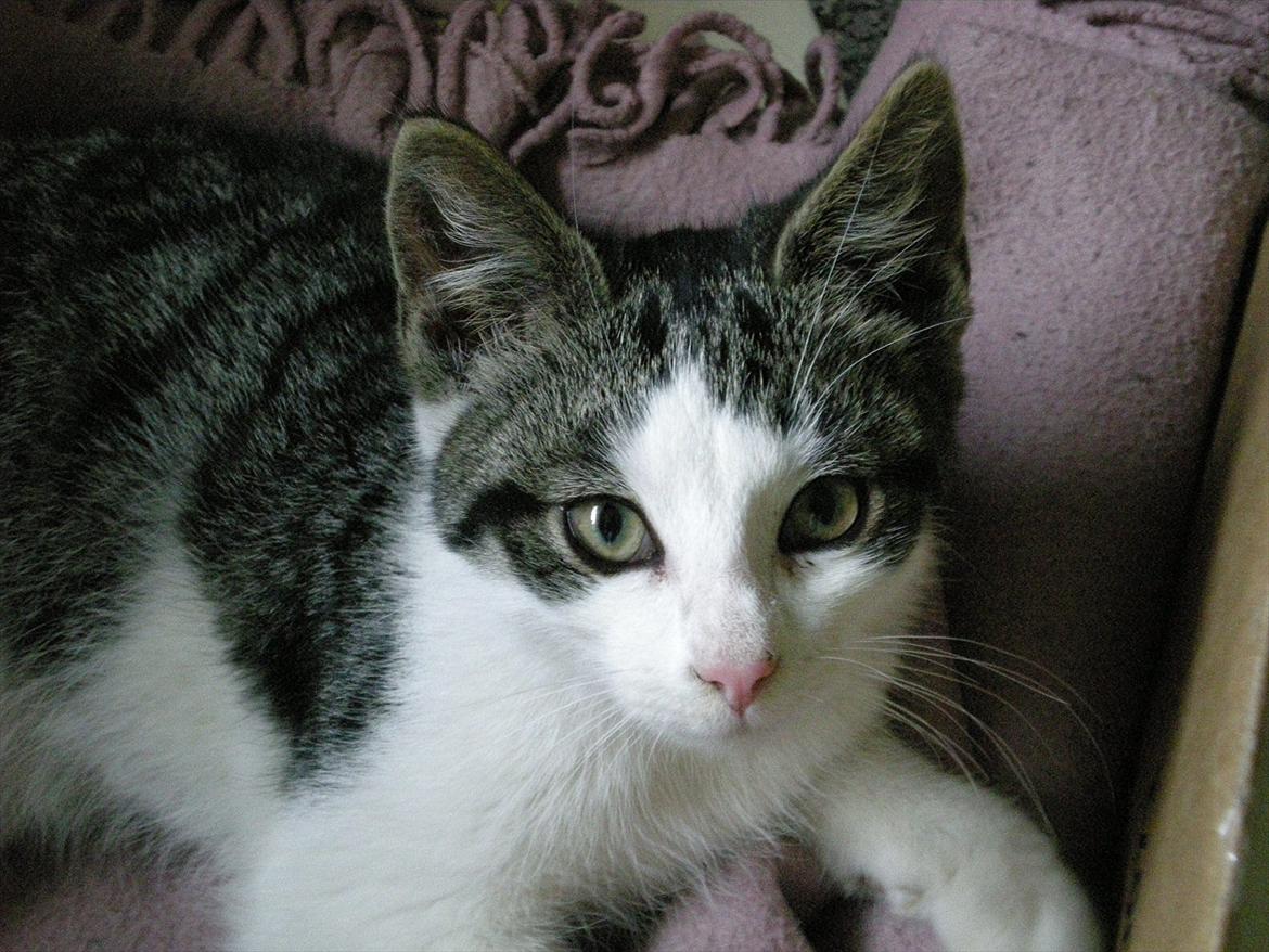 Huskat Simba - 10 min. efter ankomst (: Nyder sin seng.. Foto: Catalina O. billede 1