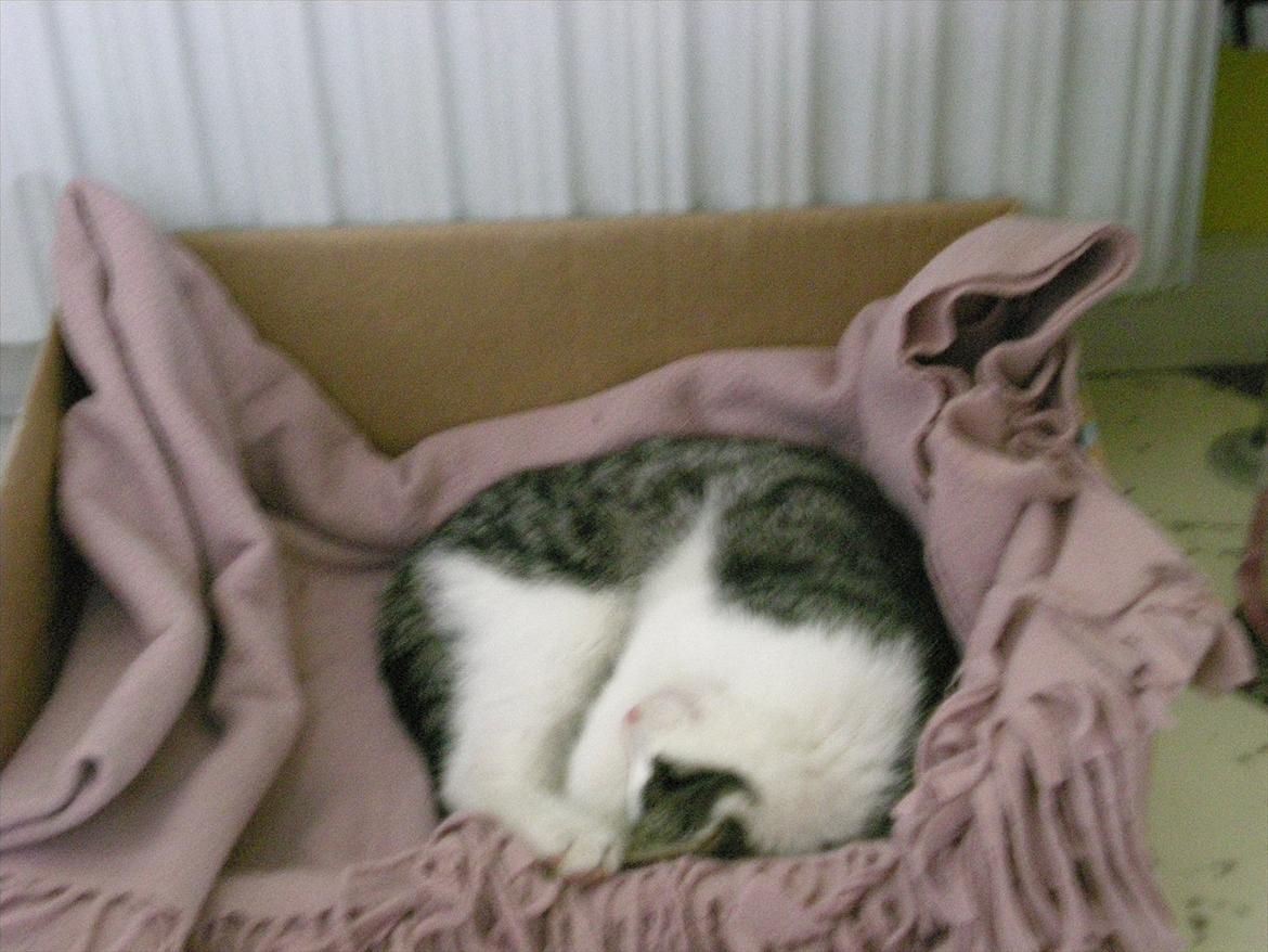 Huskat Simba - Årh man det er hårdt at være killing.. Foto: Catalina O. billede 3