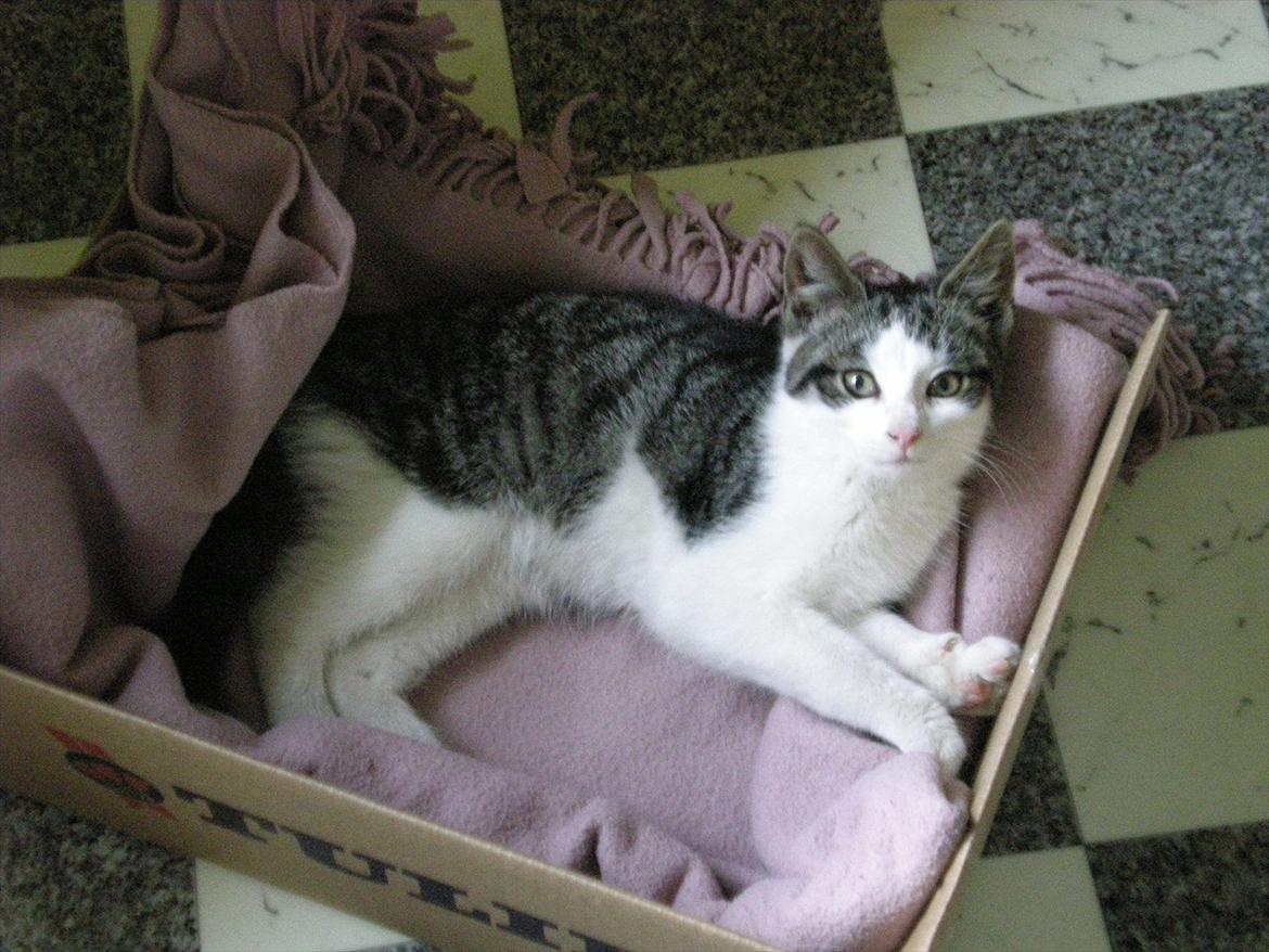 Huskat Simba - 10 min. efter ankomst (: Foto: Catalina O. billede 8