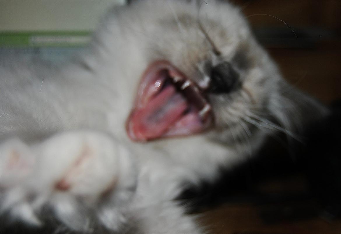 Ragdoll DK Lille Musse's Daredevil  aka Devil billede 15