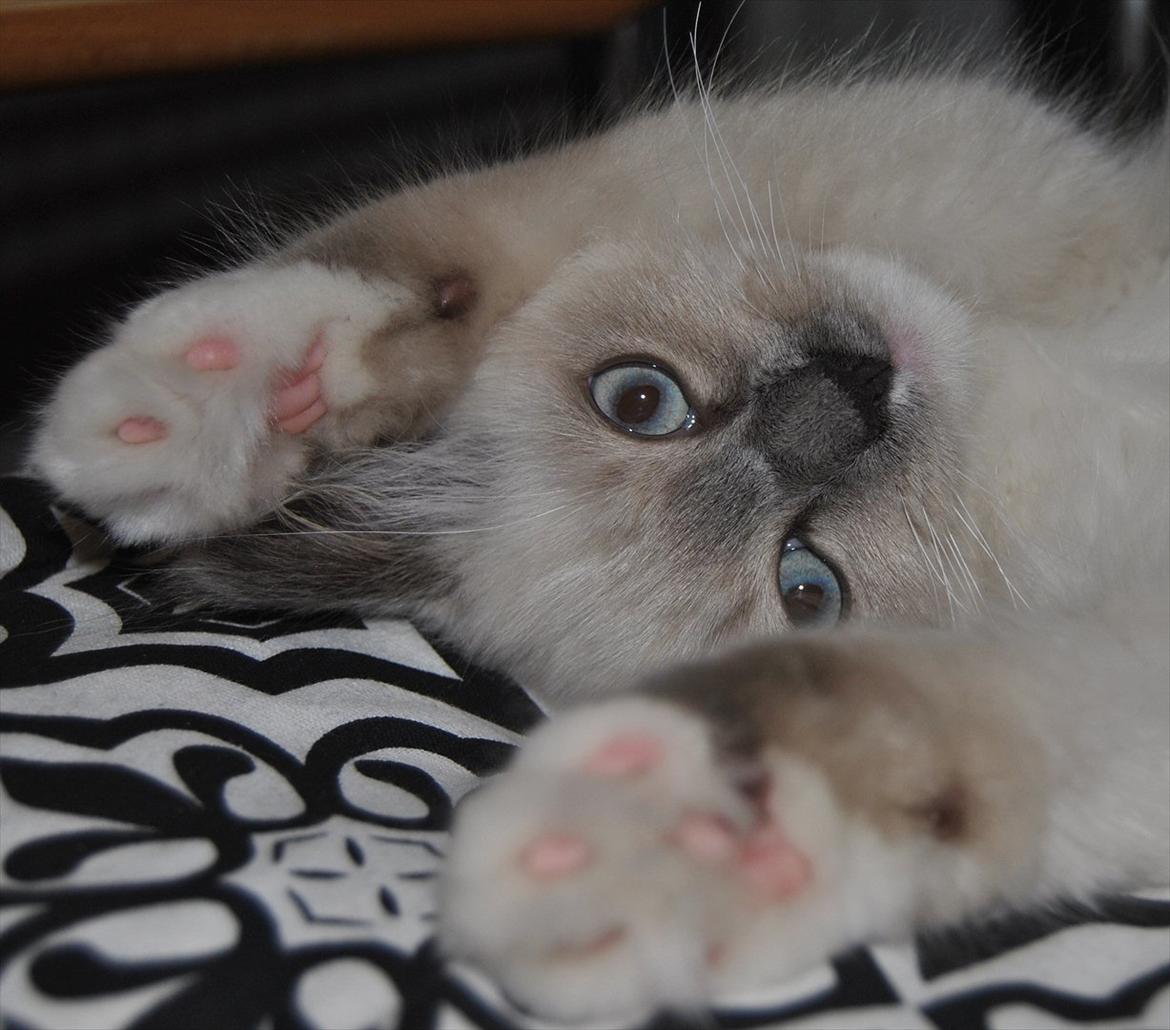 Ragdoll DK Lille Musse's Daredevil  aka Devil billede 16