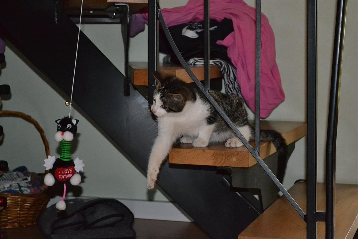 Huskat Simba - Simbas nye legetøj (: Foto: Jonas Sørensen. billede 12